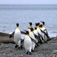 Illustration for article titled Why Do Penguins Sneeze?